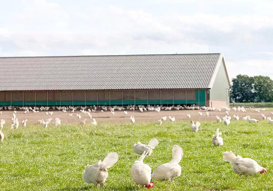 Sheep Pen Poultry Metal Shed Buildings Agricultural Prefab Metal ShedFire Resistant